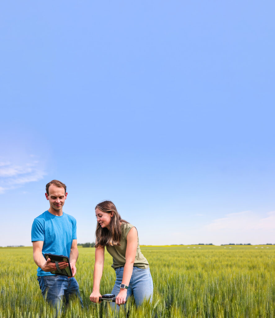 Two Olds College students conducting research in a grain field, examining crops closely.